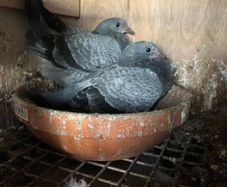 High flyer pigeon & Racer pigeon