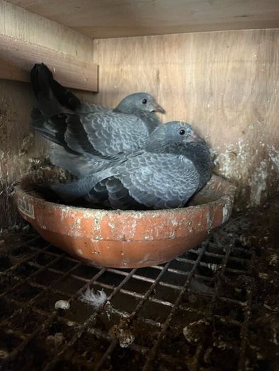 High flyer pigeon & Racer pigeon