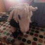 toy horse Image 3