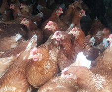 Point of Lay Pullets