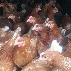 Point of Lay Pullets