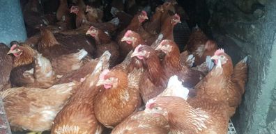 Point of Lay Pullets