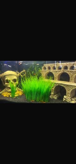 fish
