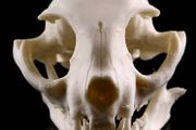 1/1 resin copy of a cats skull.