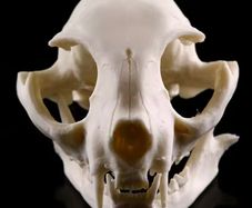 1/1 resin copy of a cats skull.