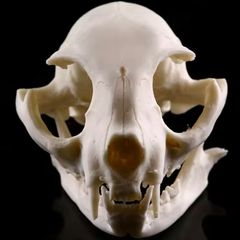 1/1 resin copy of a cats skull.