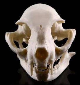 1/1 resin copy of a cats skull.