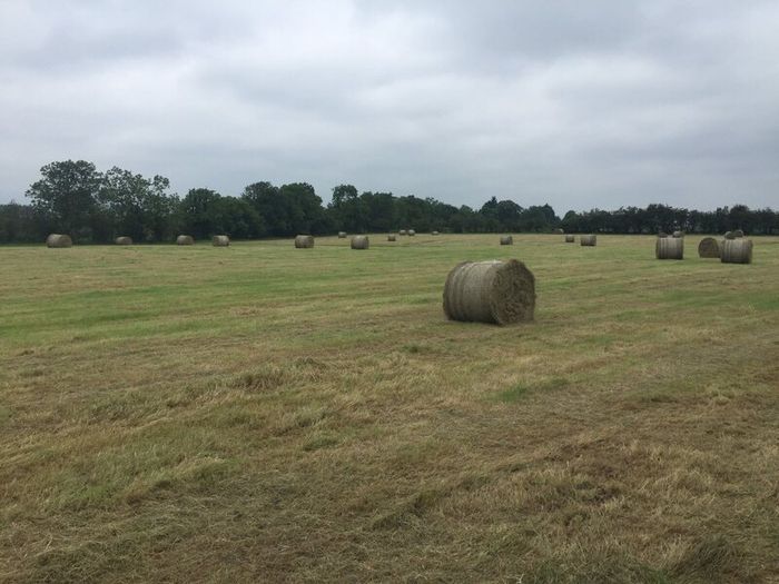 Hay Round bales Itilian rye grass