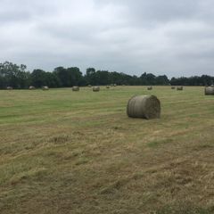Hay Round bales Itilian rye grass