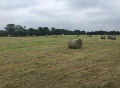 Hay Round bales Itilian rye grass