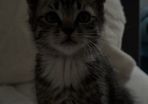 Male kitten