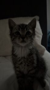 Male kitten