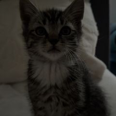 Male kitten