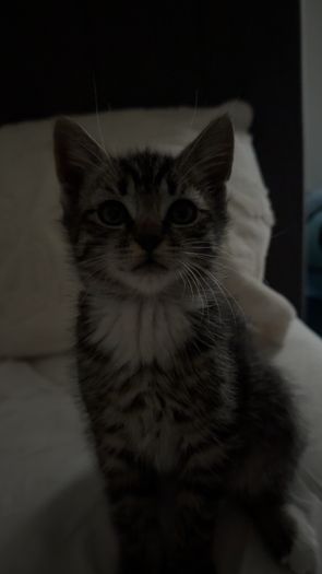 Male kitten