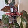 On hold No.7 Philodendron Red Anderson Image 10
