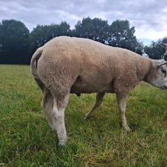 Purebred Beltex Ram