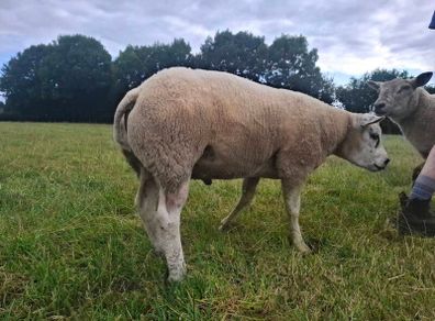 Purebred Beltex Ram