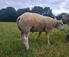 Purebred Beltex Ram