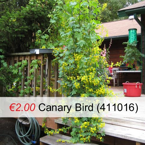 Variety of Nasturtium seeds from 1euro