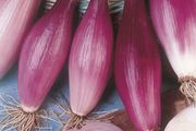 (O) Onion Rossa Lunga Di Firenze seeds 2g (124855)