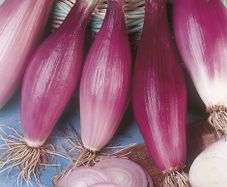 (O) Onion Rossa Lunga Di Firenze seeds 2g (124855)
