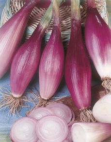 (O) Onion Rossa Lunga Di Firenze seeds 2g (124855)