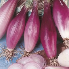 (O) Onion Rossa Lunga Di Firenze seeds 2g (124855)