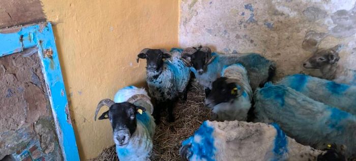 Sheep