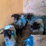 Sheep Image 7