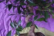 Ficus bonsai