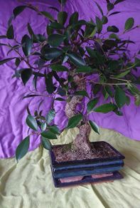 Ficus bonsai