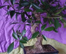 Ficus bonsai