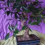 Bonsai Image 2
