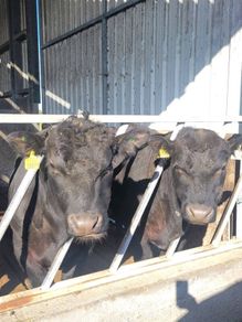 Pedigree Aberdeen Angus Bulls