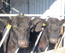 Pedigree Aberdeen Angus Bulls