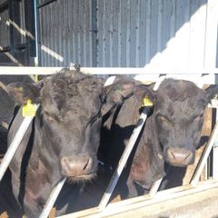 Pedigree Aberdeen Angus Bulls