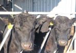 Pedigree Aberdeen Angus Bulls