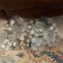 110 Golf Balls Unwashed Project Lot  29 Pro V1 /Pro V1X Image 2