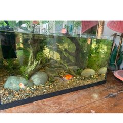 Large fish tank