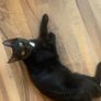 kitten black white spot under head& belly Image 3