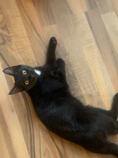 kitten black white spot under head& belly
