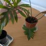 House plants - alocasia and philodendron Image 2