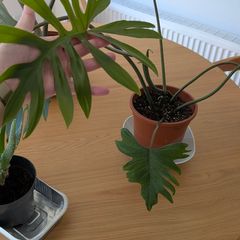 House plant -   philodendron