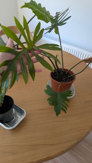 House plants