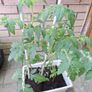 Tomato plants Image 2