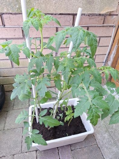 Tomato plants
