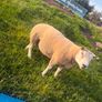 Selection of Shearling & Ram lambs Image 5