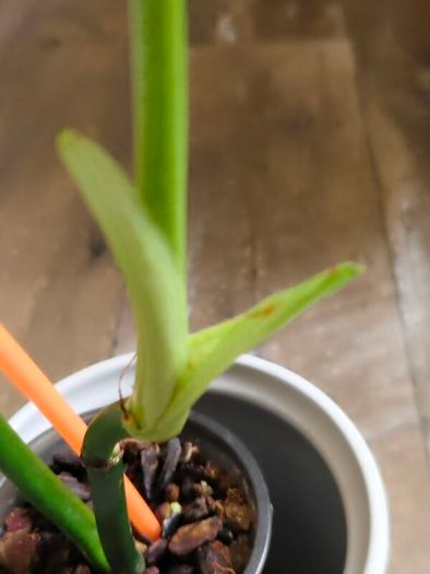 No.1 Philodendron Radiatum Variegated