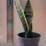 Snake plant Image 2