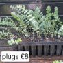 Eucalyptus Gunnii Image 7